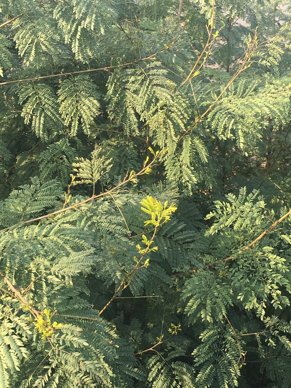 发新芽了