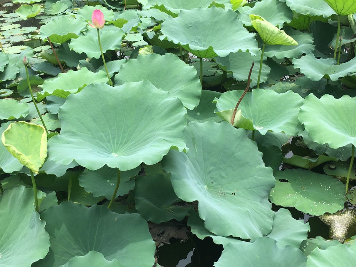 古村赏荷