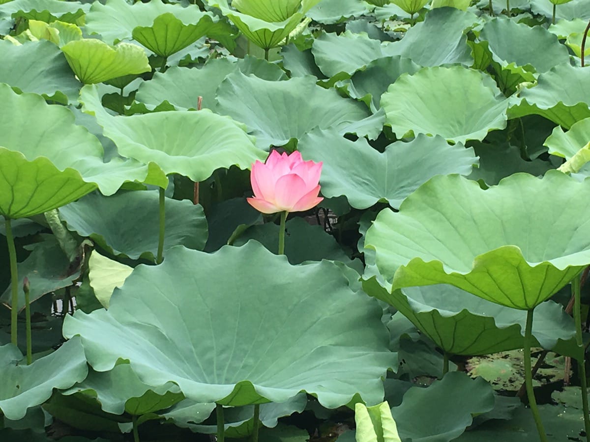 古村赏荷