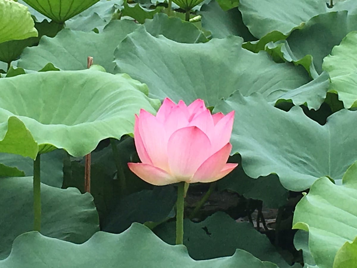 古村赏荷