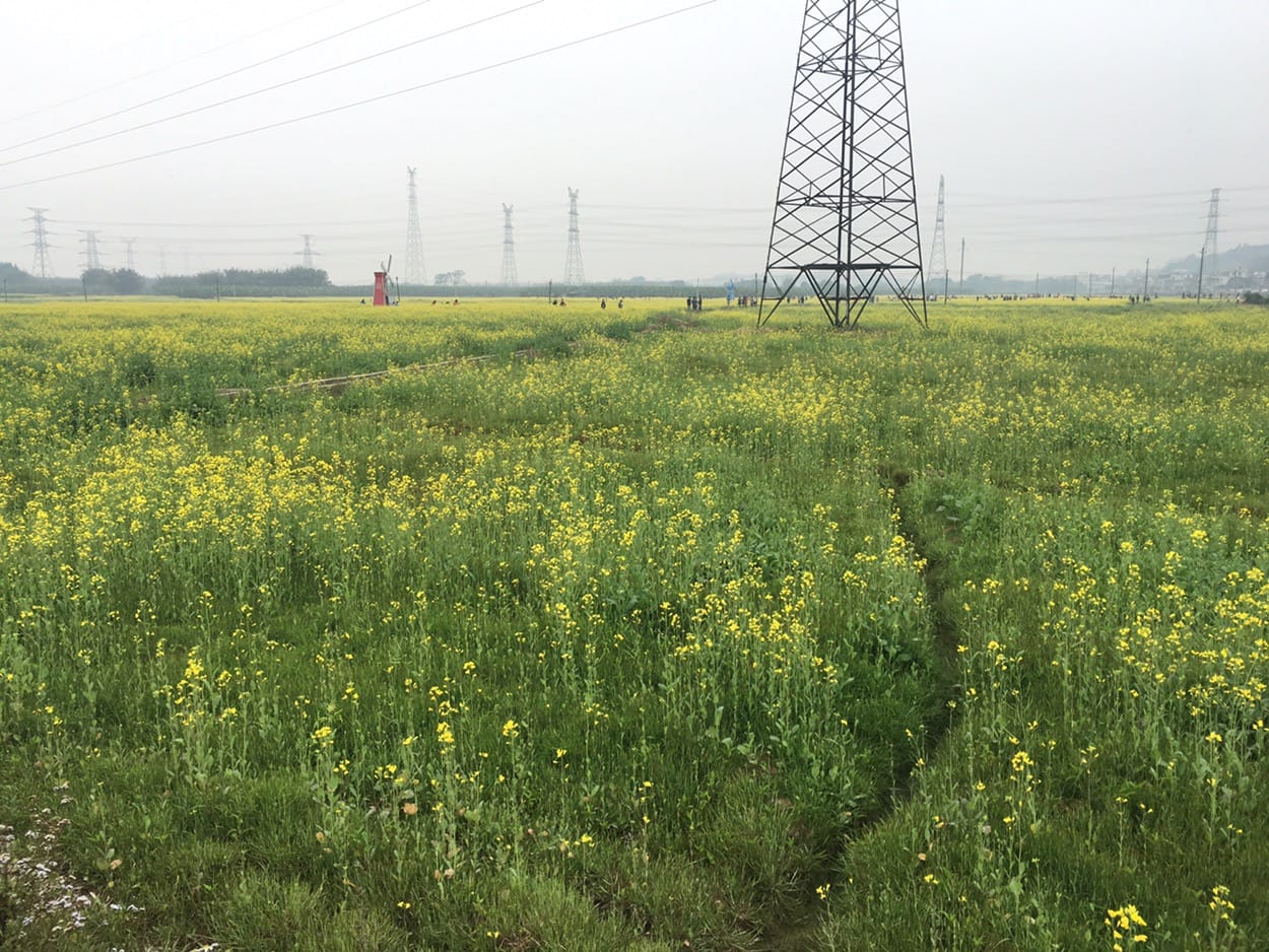 周六千亩油菜花 