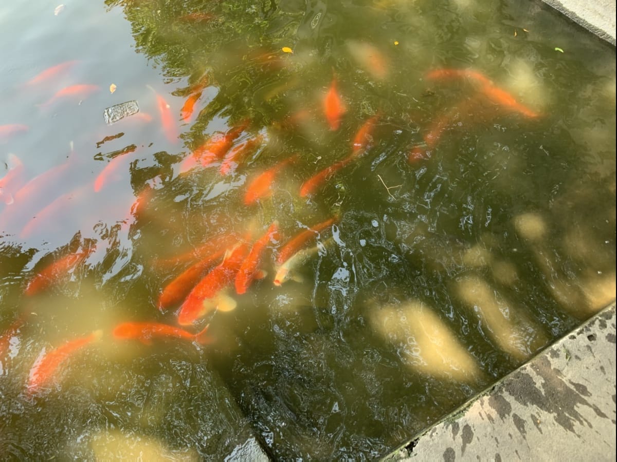 周末放假，陪小宝看鱼。小宝可喜欢鱼，就是说不清楚，呜，呜，呜，呜，鱼鱼鱼鱼。哈哈
