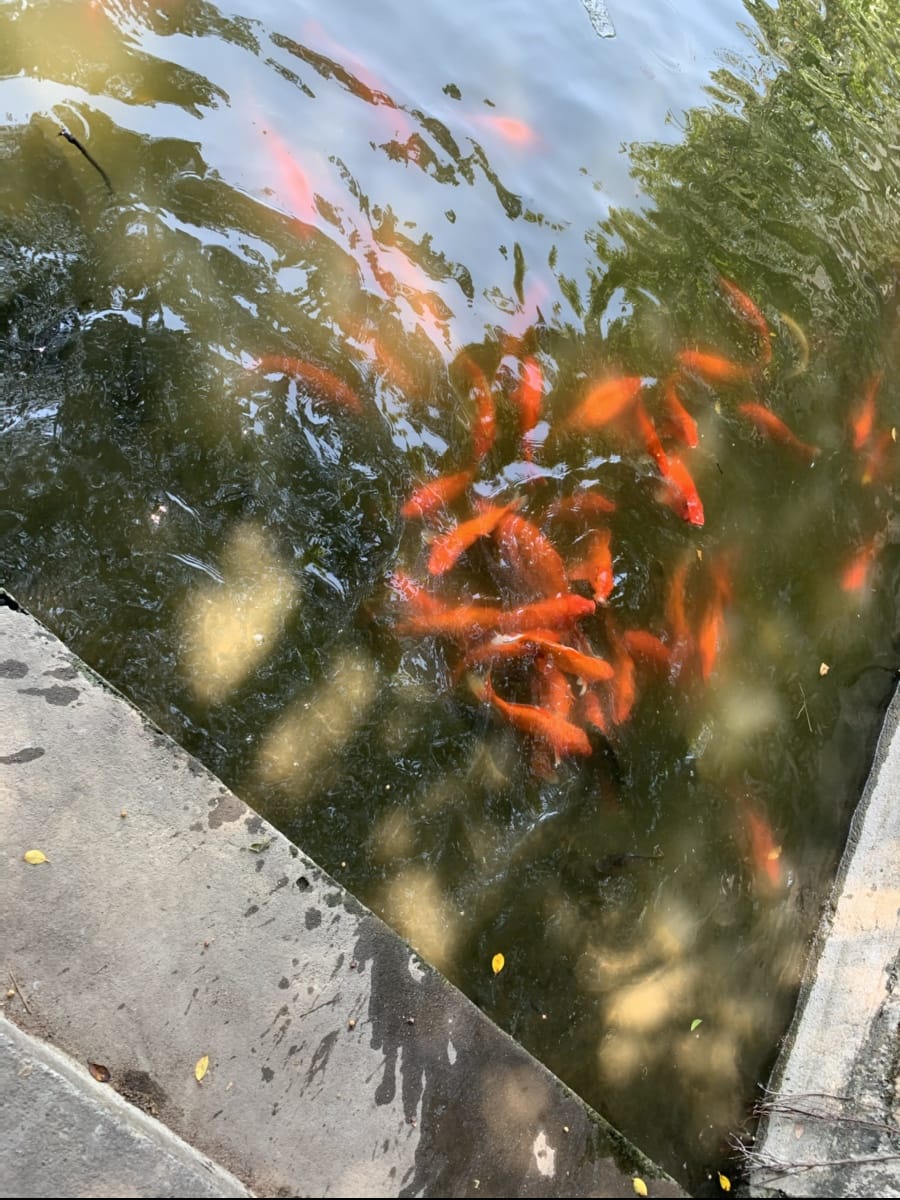 周末放假，陪小宝看鱼。小宝可喜欢鱼，就是说不清楚，呜，呜，呜，呜，鱼鱼鱼鱼。哈哈
