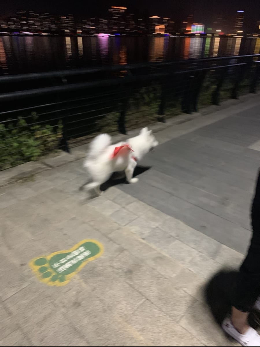 国庆节了，小狗狗都爱上中国红了。