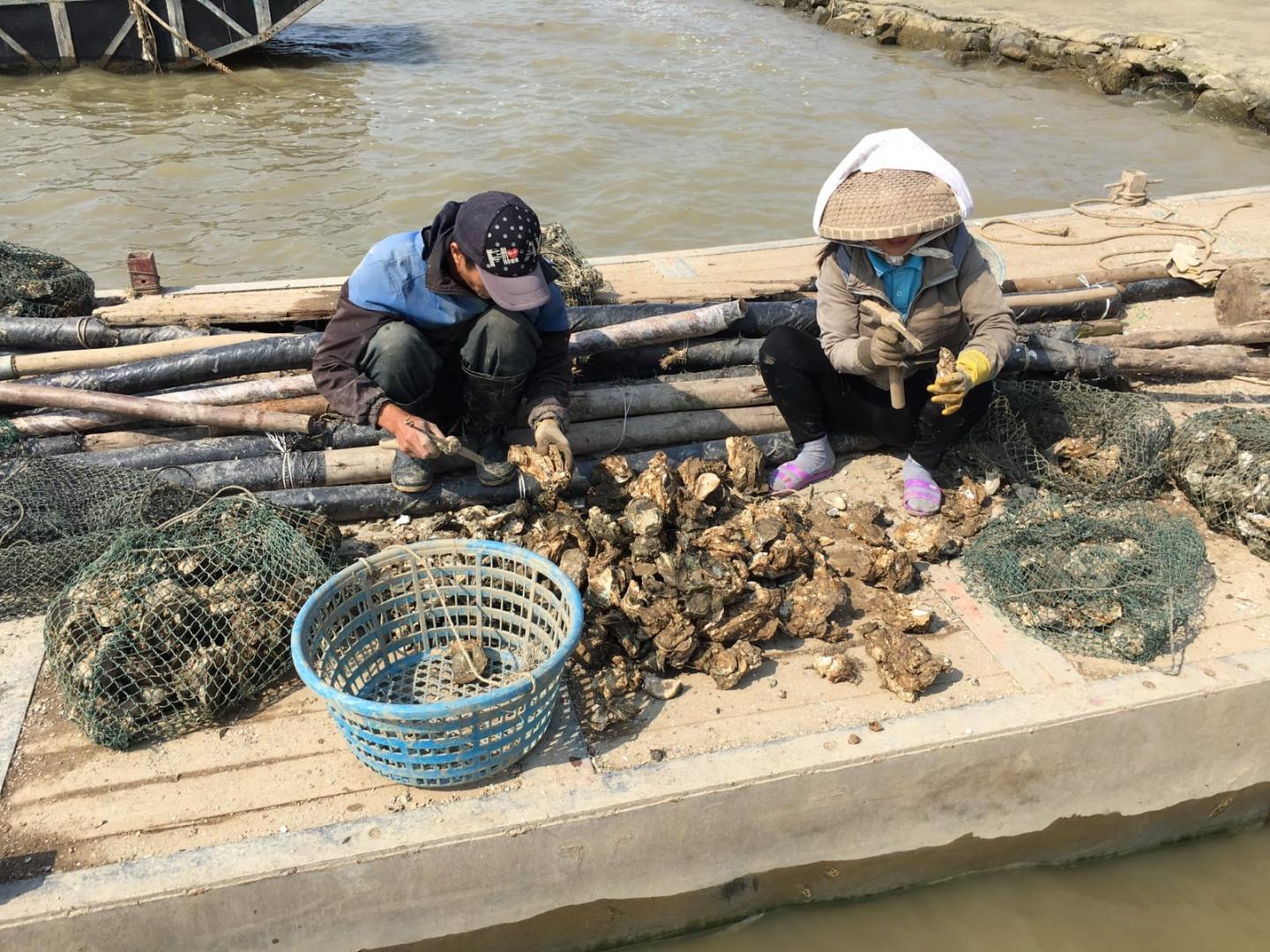 清明节假期珠海游玩散心采摘神湾菠萝