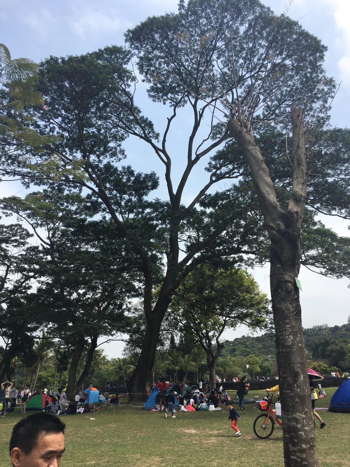 清明节假期珠海游玩散心采摘神湾菠萝