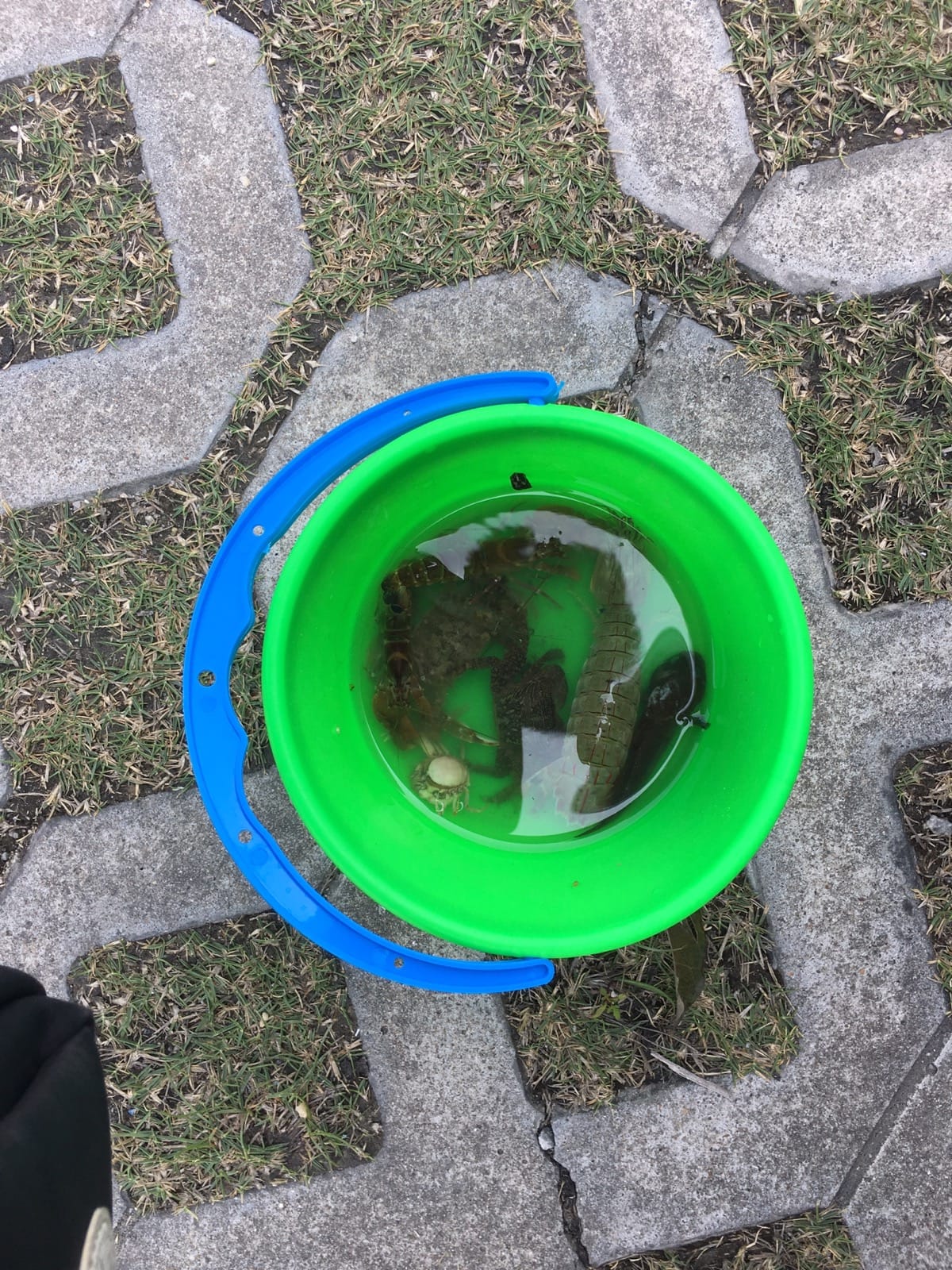 清明节假期珠海游玩散心采摘神湾菠萝