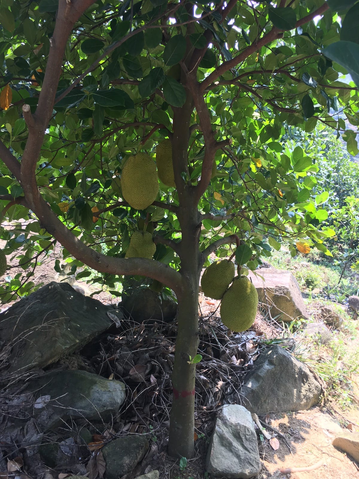 清明节假期珠海游玩散心采摘神湾菠萝
