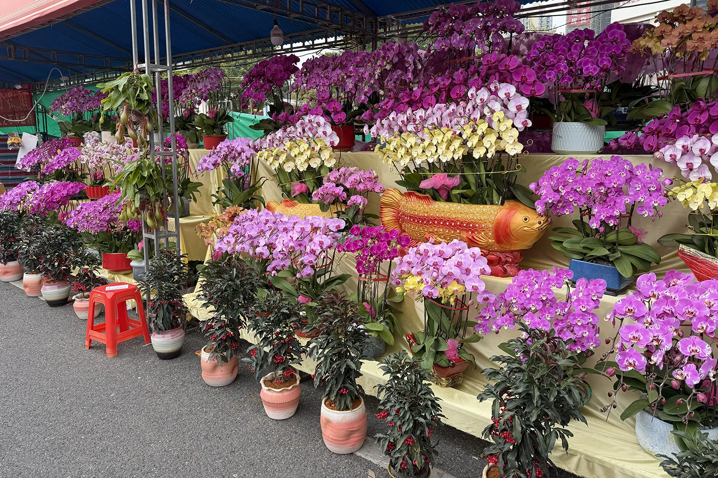 来广东多年了，一直没有机会逛下南方年底的花市，今年孩子放假晚，正好能来逛逛。