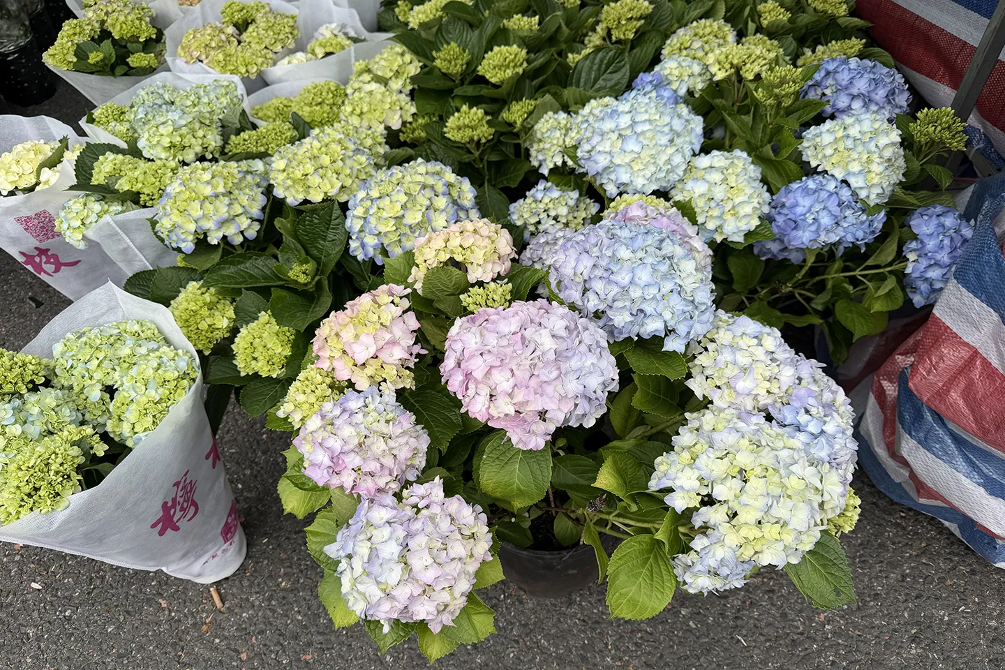 来广东多年了，一直没有机会逛下南方年底的花市，今年孩子放假晚，正好能来逛逛。