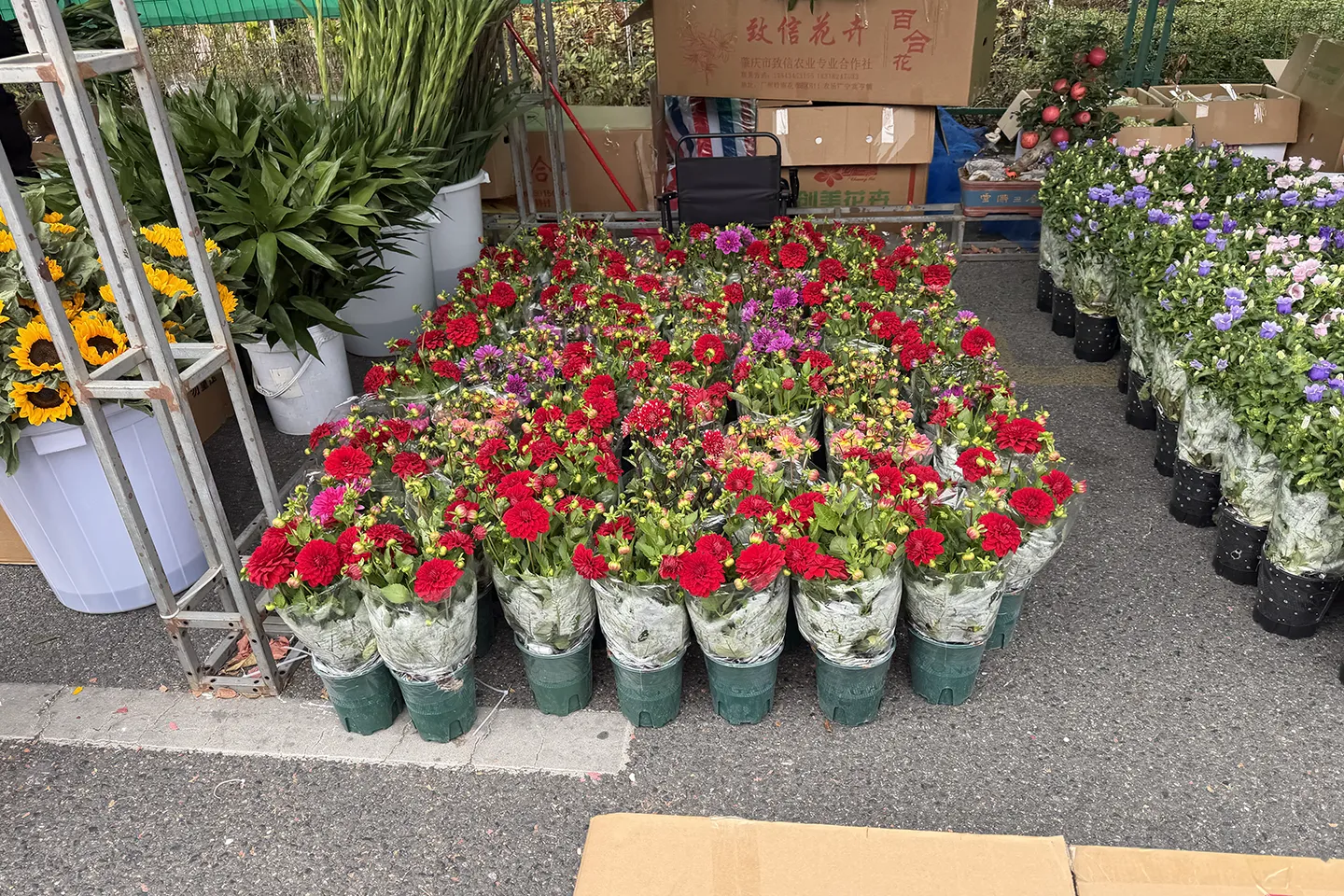 来广东多年了，一直没有机会逛下南方年底的花市，今年孩子放假晚，正好能来逛逛。