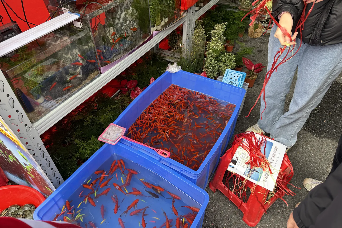 来广东多年了，一直没有机会逛下南方年底的花市，今年孩子放假晚，正好能来逛逛。