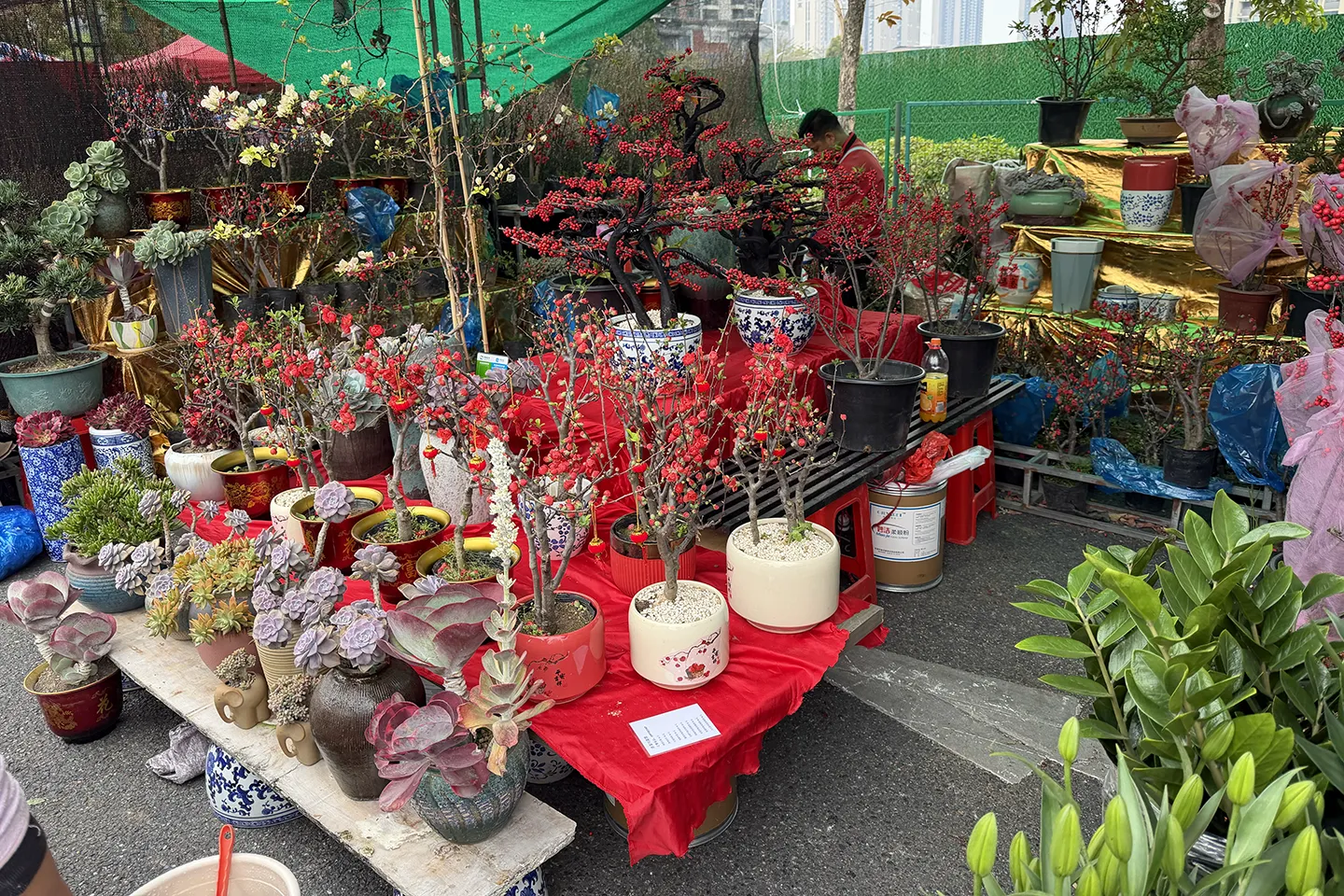 来广东多年了，一直没有机会逛下南方年底的花市，今年孩子放假晚，正好能来逛逛。