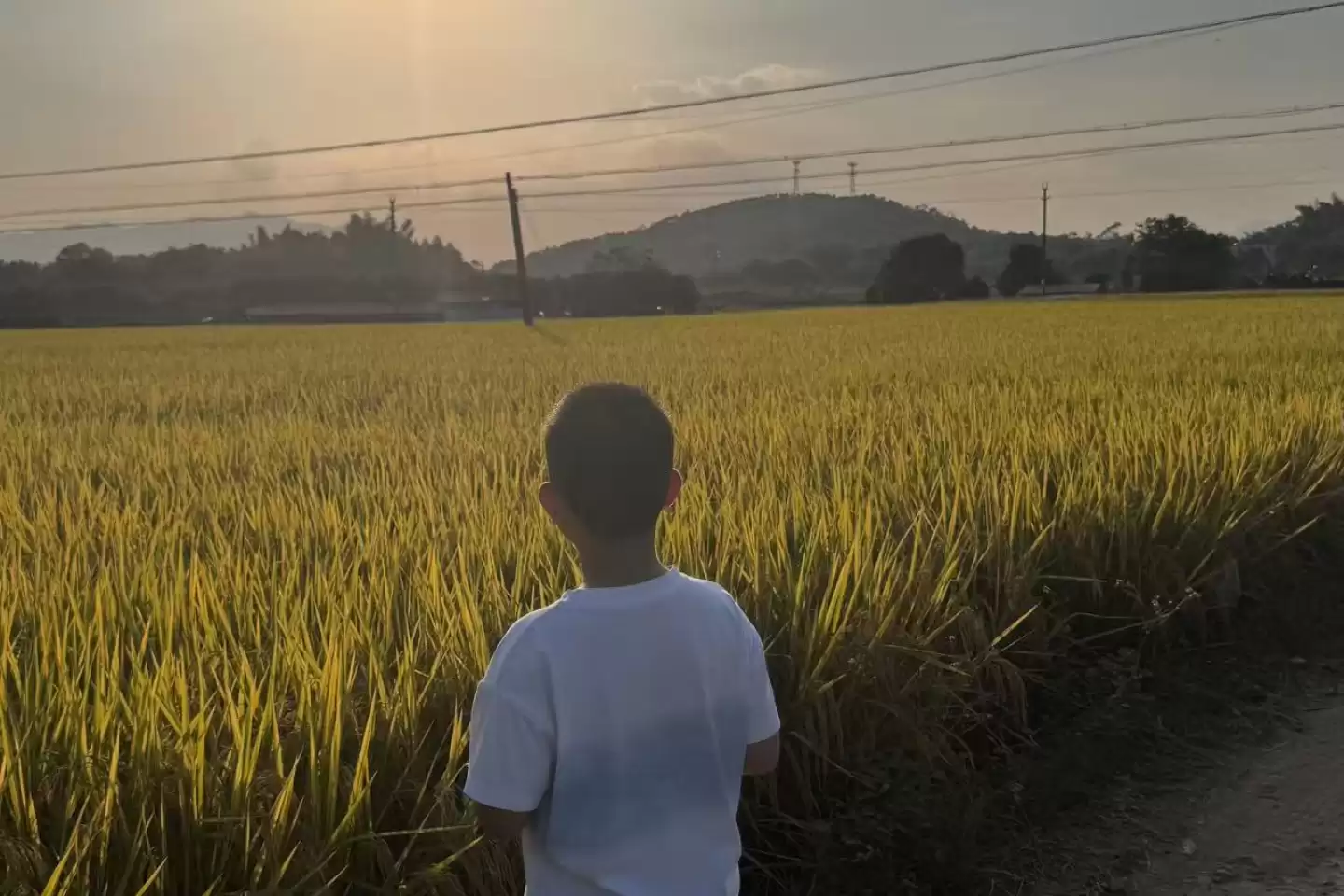 周末陪孩子来菠萝采摘园