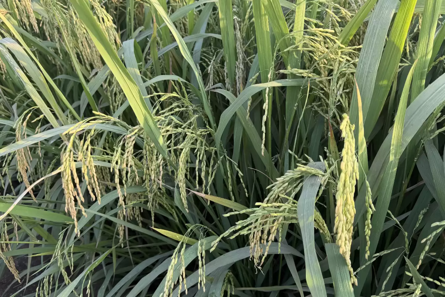 周末陪孩子来菠萝采摘园