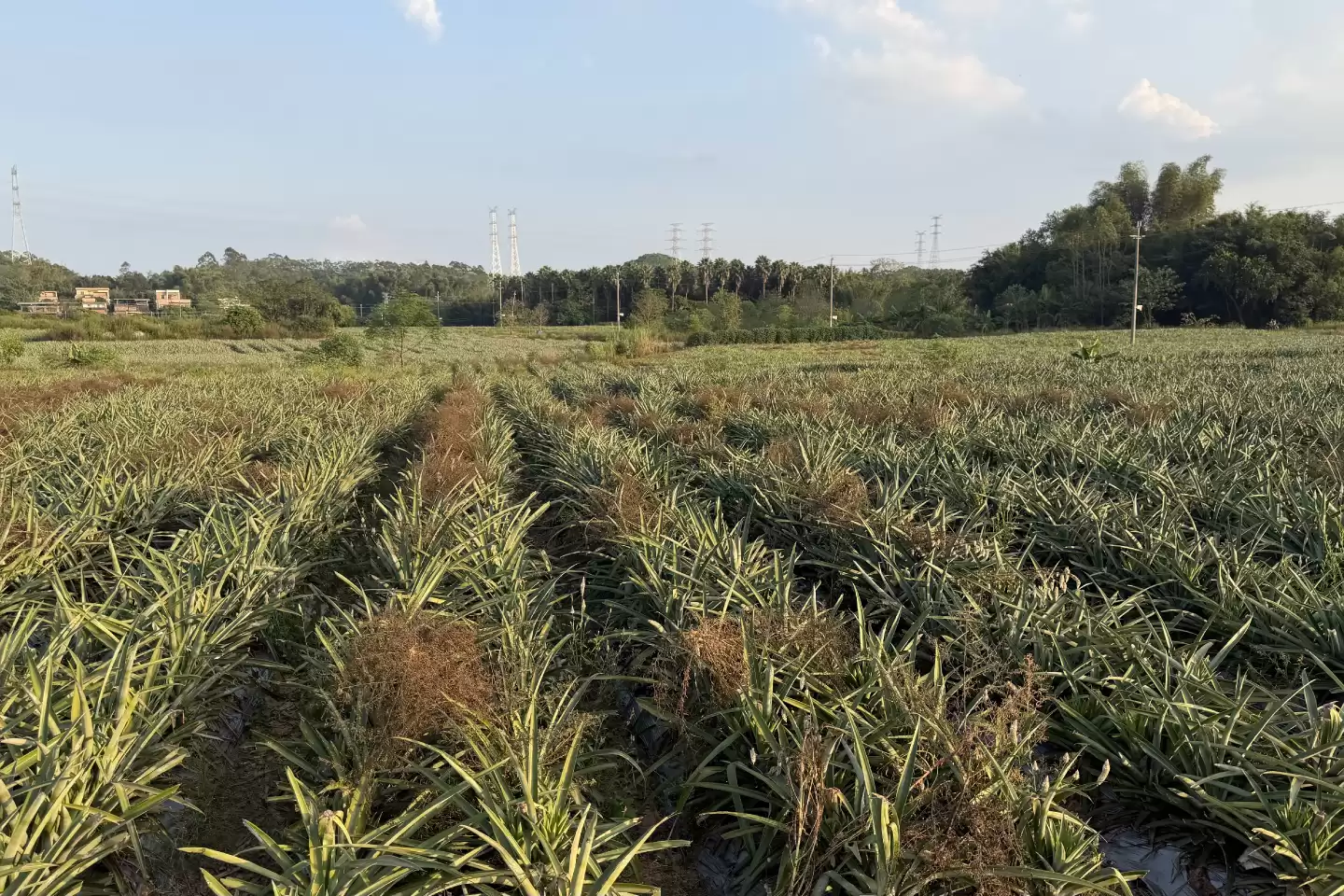 周末陪孩子来菠萝采摘园